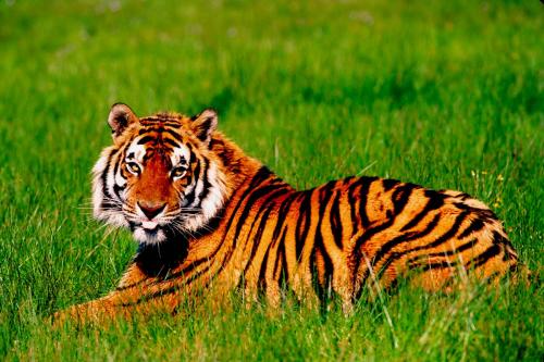 Bengal Tiger in Grass